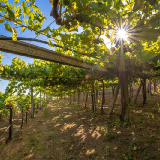 Las Regiones Vinícolas Más Exclusivas de España: Vinos que Debes Probar